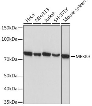 Anti-MEKK3 Antibody, clone 9N3Y9, Rabbit Monoclonal