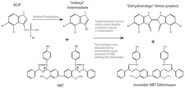 BCIP&#174;/NBT-蓝色液体膜底物系统 alkaline phosphatase substrate