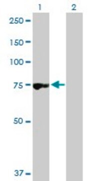 Anti-RNPEP antibody produced in rabbit purified immunoglobulin, buffered aqueous solution