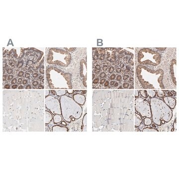 抗PDIA3 ウサギ宿主抗体 Ab2, Prestige Antibodies&#174; Powered by Atlas Antibodies, affinity isolated antibody, buffered aqueous glycerol solution