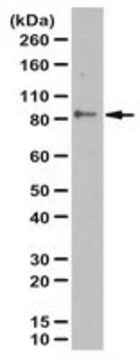 Przeciwciało anty-fosfo Mitofusin2 (Ser442)