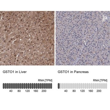 Anti-GSTO1 antibody produced in rabbit Prestige Antibodies&#174; Powered by Atlas Antibodies, affinity isolated antibody, buffered aqueous glycerol solution