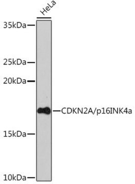 Anty CDKN2A/p16INK4a