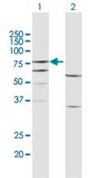 Anti-FERMT3 antibody produced in rabbit purified immunoglobulin, buffered aqueous solution