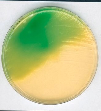 GranuCult&#174;&nbsp;Plus Letheen-Agar, modifiziert according to FDA-BAM, suitable for microbiology