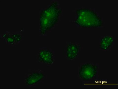 Monoclonal Anti-NCOA6 antibody produced in mouse clone 2D7, purified immunoglobulin, buffered aqueous solution