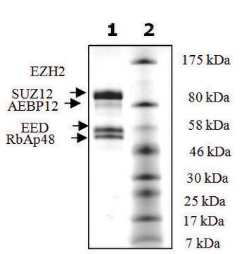 EZH2 /EED/SUZ12/RbAp48/AEBP2 human recombinant, expressed in baculovirus infected Sf9 cells, &#8805;90% (SDS-PAGE)