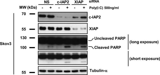 Anti-&#945;-tubulina monoclonal antibody produced in mouse ascites fluid, clone B-5-1-2