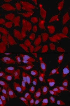 Anti-DNMT3A antibody produced in rabbit