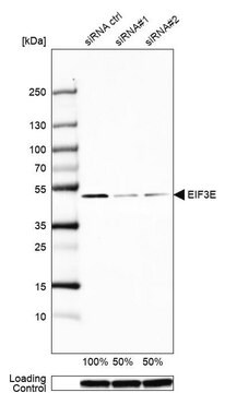 Anti-EIF3E antibody produced in rabbit Prestige Antibodies&#174; Powered by Atlas Antibodies, affinity isolated antibody, buffered aqueous glycerol solution