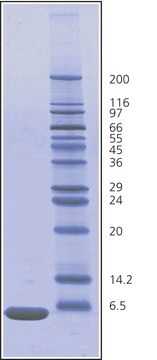 ユビキチン ウシ赤血球由来 BioUltra, &#8805;98% (SDS-PAGE), essentially salt-free, lyophilized powder