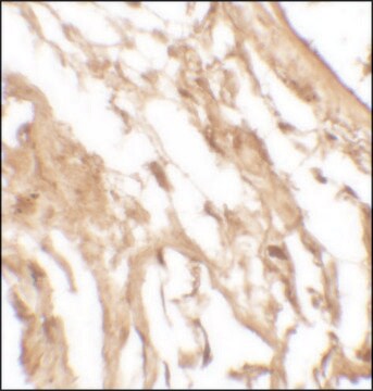 Anti-IL-37 antibody produced in rabbit affinity isolated antibody