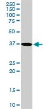 Anti-PDLIM1 antibody produced in rabbit purified immunoglobulin, buffered aqueous solution