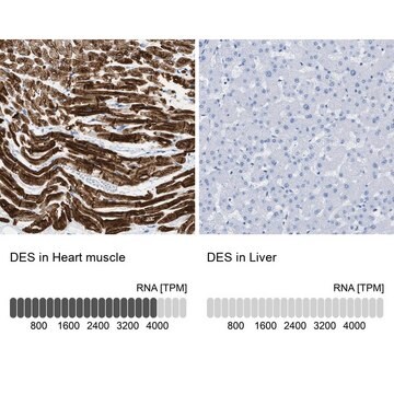 抗DES抗体 ウサギ宿主抗体 Prestige Antibodies&#174; Powered by Atlas Antibodies, affinity isolated antibody, buffered aqueous glycerol solution