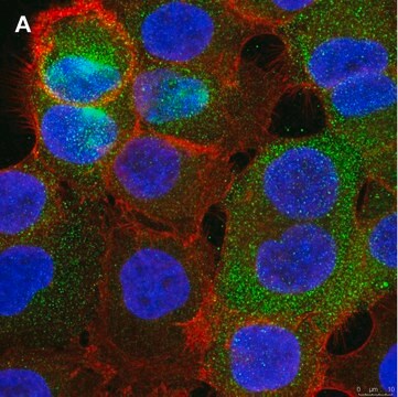 Anti-PVR (CD155) Antibody, clone 4B3 ZooMAb&#174; Rabbit Monoclonal recombinant, expressed in HEK 293 cells