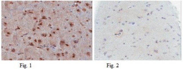 Anticorps anti-p53 (de type sauvage), clone&nbsp;PAb1620 clone Pab1620, from mouse