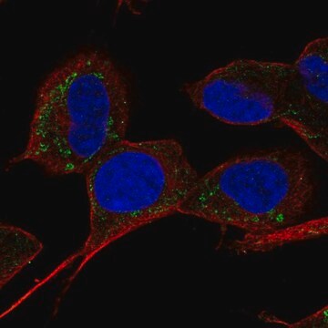 Anti-SLC9B1 antibody produced in rabbit Prestige Antibodies&#174; Powered by Atlas Antibodies, affinity isolated antibody