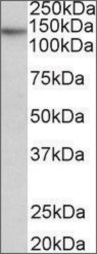 Anti-TERT antibody produced in goat affinity isolated antibody, buffered aqueous solution