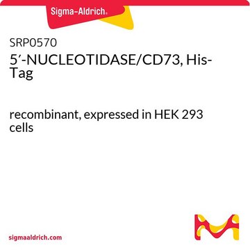 5′-NUCLEOTIDASE/CD73, His-Tag recombinant, expressed in HEK 293 cells