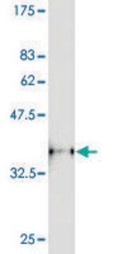 Monoclonal Anti-HIPK1 antibody produced in mouse clone 4D5, purified immunoglobulin, buffered aqueous solution