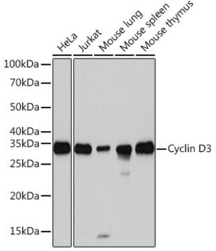 Anti-Cyclin D3 Antibody, clone 4C5C8, Rabbit Monoclonal