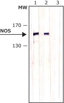 抗一酸化窒素合成酵素, 脳 (1409-1429) ウサギ宿主抗体 IgG fraction of antiserum, buffered aqueous solution