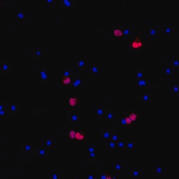 Anti-NeuN (rabbit) Antibody, Cy3 Conjugate from rabbit, CY3 conjugate