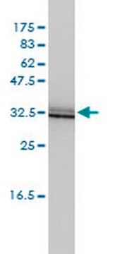 Mysz anty-SIGIRR mAb (3H8-2G3) liquid, clone 3H8-2G3, Calbiochem&#174;