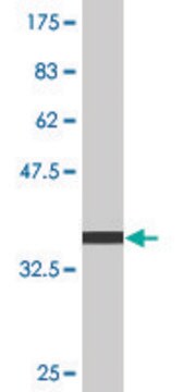 Monoclonal Anti-PXDN antibody produced in mouse clone 2C11, purified immunoglobulin, buffered aqueous solution