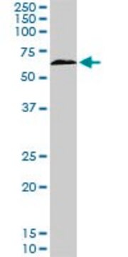 Monoclonal Anti-TBX18 antibody produced in mouse clone 3C12, purified immunoglobulin, buffered aqueous solution