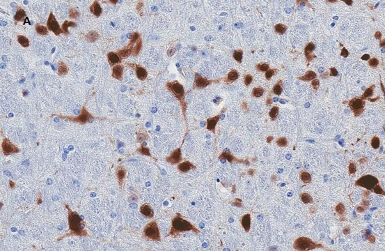 抗NeuN抗体 クローン13E6 ZooMAb&#174;ウサギモノクローナル recombinant, expressed in HEK 293 cells