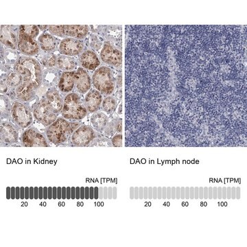 Anti-DAO antibody produced in rabbit Prestige Antibodies&#174; Powered by Atlas Antibodies, affinity isolated antibody, buffered aqueous glycerol solution