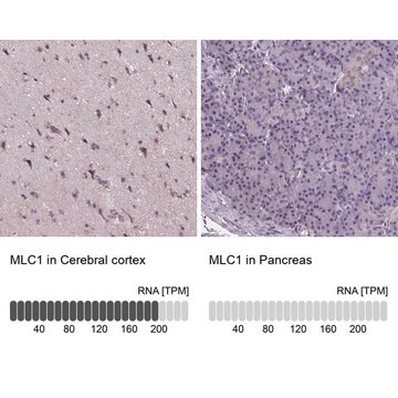 抗MLC1 ウサギ宿主抗体 Prestige Antibodies&#174; Powered by Atlas Antibodies, affinity isolated antibody, buffered aqueous glycerol solution