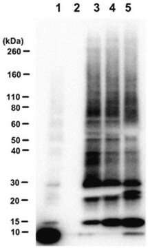 Reactivo de proteína de unión a ubiquitina MultiDsk This MultiDsk-Ubiquitin-binding protein reagent is validated for use in Affinity Precipitation Assays for the pull-down of mono- and poly-ubiquitinated proteins.