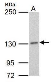 Monoclonal Anti-POLD1 antibody produced in mouse