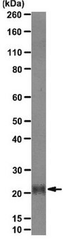 Anti-Achaete Scute homolog 2 Antibody, clone 7E2 clone 7E2, from mouse