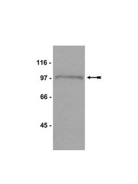 Anti-Mps1 Antibody, CT, clone 4-112-3 clone 4-112-3, Upstate&#174;, from mouse