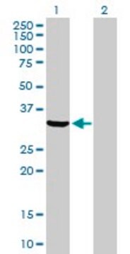 Anti-ANXA5 antibody produced in rabbit purified immunoglobulin, buffered aqueous solution