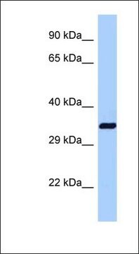 Anti-DNAJB1 antibody produced in rabbit affinity isolated antibody