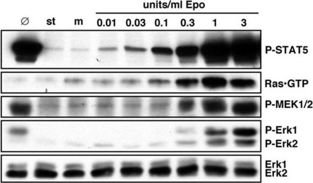 Anti-Phospho-STAT5A/B(Tyr694/699)-Antikörper, Klon 8-5-2 clone 8-5-2, Upstate&#174;, from mouse