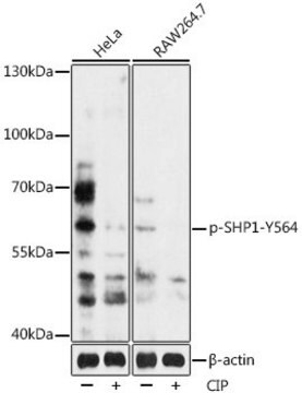 Anti-Phospho-SHP1-Y564 antibody produced in rabbit