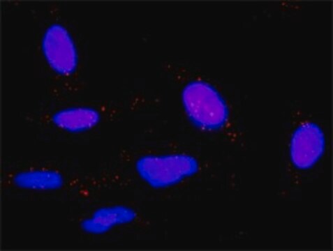 抗IL6抗体 ウサギ宿主抗体 purified immunoglobulin, buffered aqueous solution