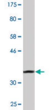 Monoclonal Anti-SCEL antibody produced in mouse clone 4B12, purified immunoglobulin, buffered aqueous solution