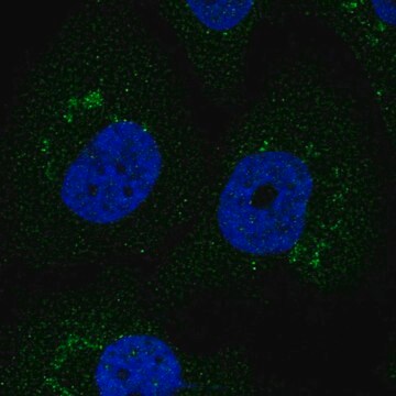 Anty-F3 Prestige Antibodies&#174; Powered by Atlas Antibodies, affinity isolated antibody