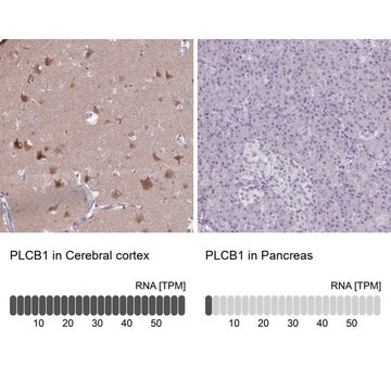 Anti-PLCB1 antibody produced in rabbit Prestige Antibodies&#174; Powered by Atlas Antibodies, affinity isolated antibody, buffered aqueous glycerol solution