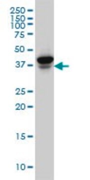 Monoclonal Anti-EIF4E2, (C-terminal) antibody produced in mouse clone 1A11, purified immunoglobulin, buffered aqueous solution