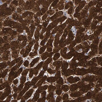 Anti-MRPS7 antibody produced in rabbit Prestige Antibodies&#174; Powered by Atlas Antibodies, affinity isolated antibody, buffered aqueous glycerol solution, Ab1