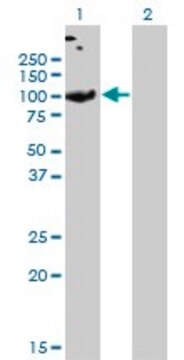 モノクローナル抗SLC26A2抗体 マウス宿主抗体 clone 3F6, purified immunoglobulin, buffered aqueous solution