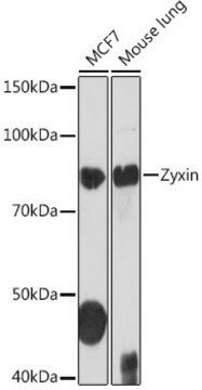 Anti-Zyxin Antibody, clone 4F9P3, Rabbit Monoclonal