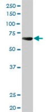 Anti-ALPPL2 antibody produced in rabbit purified immunoglobulin, buffered aqueous solution